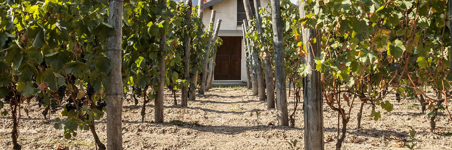 farm-gallery2